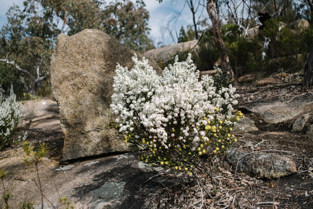 20220911 - Girraween Camping - 101048-Nick-Bedford,-Photographer-Camping, Fujifilm 23mm F2, Fujifilm X-Pro3, Girraween National Park, Granite Belt, Hiking, Mountains.jpg