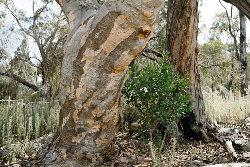 20220911 - Girraween Camping - 103305-Nick-Bedford,-Photographer-Camping, Fujifilm 23mm F2, Fujifilm X-Pro3, Girraween National Park, Granite Belt, Hiking, Mountains.jpg