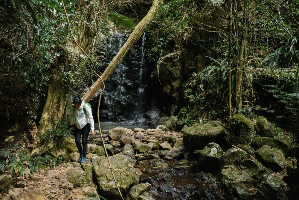 20220827 - Springbrook National Park - 124832-Nick-Bedford,-Photographer-Forest, Fujifilm 23mm F2, Fujifilm X-Pro3, Hiking, Queensland, Rainforest.jpg