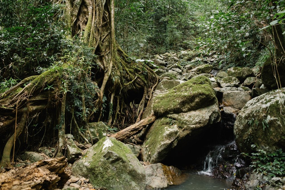 20220827 - Springbrook National Park - 134352-Nick-Bedford,-Photographer-Forest, Fujifilm 23mm F2, Fujifilm X-Pro3, Hiking, Queensland, Rainforest.jpg