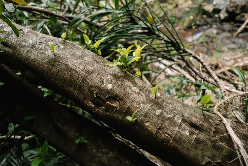 20220827 - Springbrook National Park - 141701-Nick-Bedford,-Photographer-Forest, Fujifilm 23mm F2, Fujifilm X-Pro3, Hiking, Queensland, Rainforest.jpg