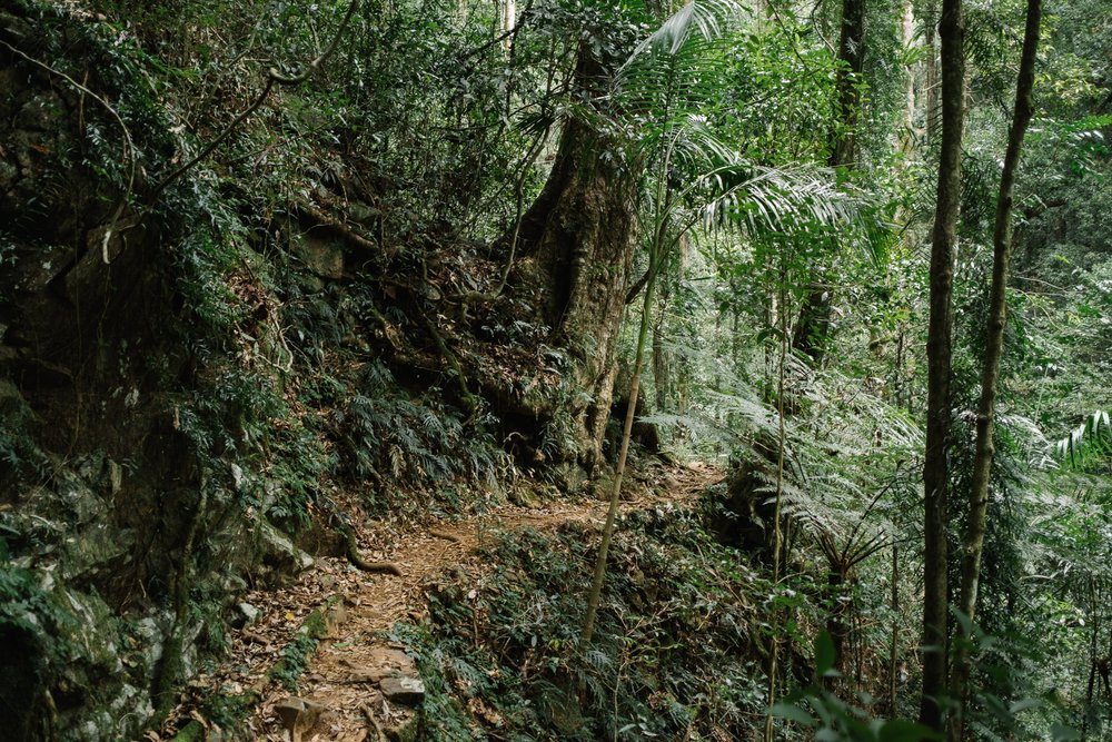 20220827 - Springbrook National Park - 134822-Nick-Bedford,-Photographer-Forest, Fujifilm 23mm F2, Fujifilm X-Pro3, Hiking, Queensland, Rainforest.jpg