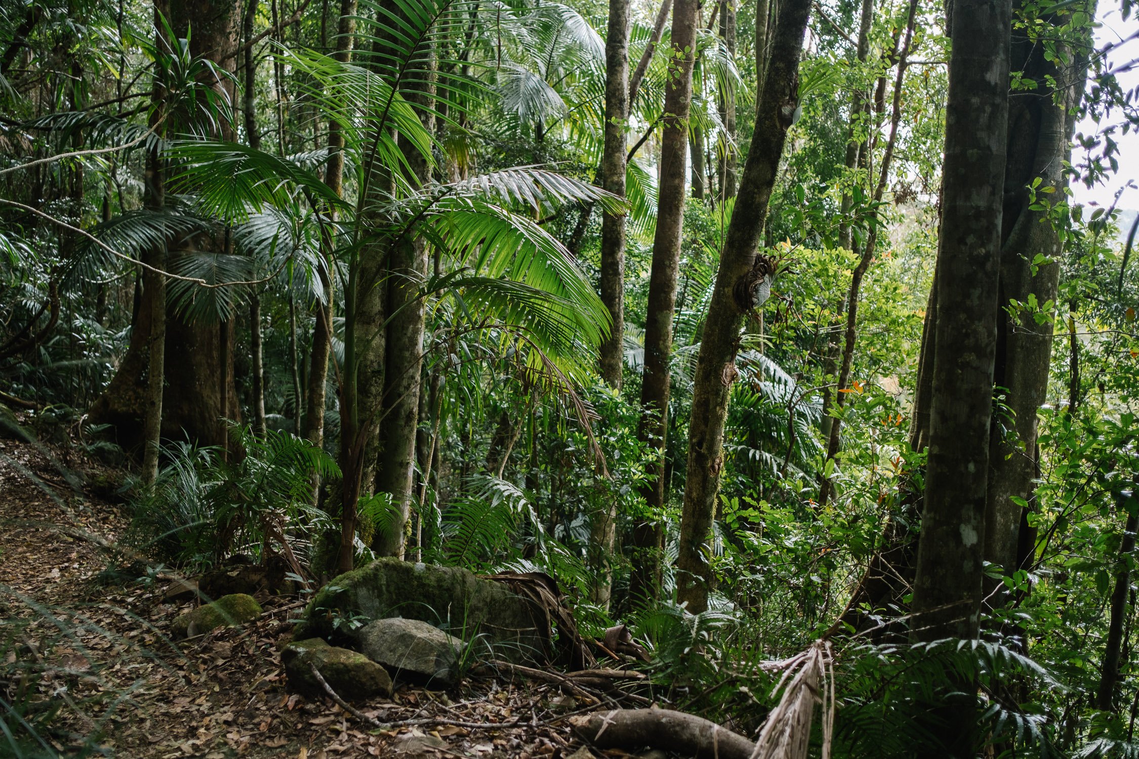 20220827 - Springbrook National Park - 145737-Nick-Bedford,-Photographer-Forest, Fujifilm 23mm F2, Fujifilm X-Pro3, Hiking, Queensland, Rainforest.jpg