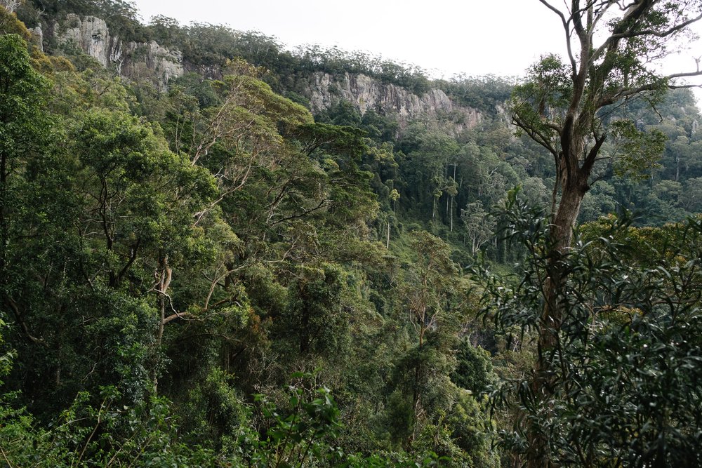 20220827 - Springbrook National Park - 151555-Nick-Bedford,-Photographer-Forest, Fujifilm 23mm F2, Fujifilm X-Pro3, Hiking, Queensland, Rainforest.jpg