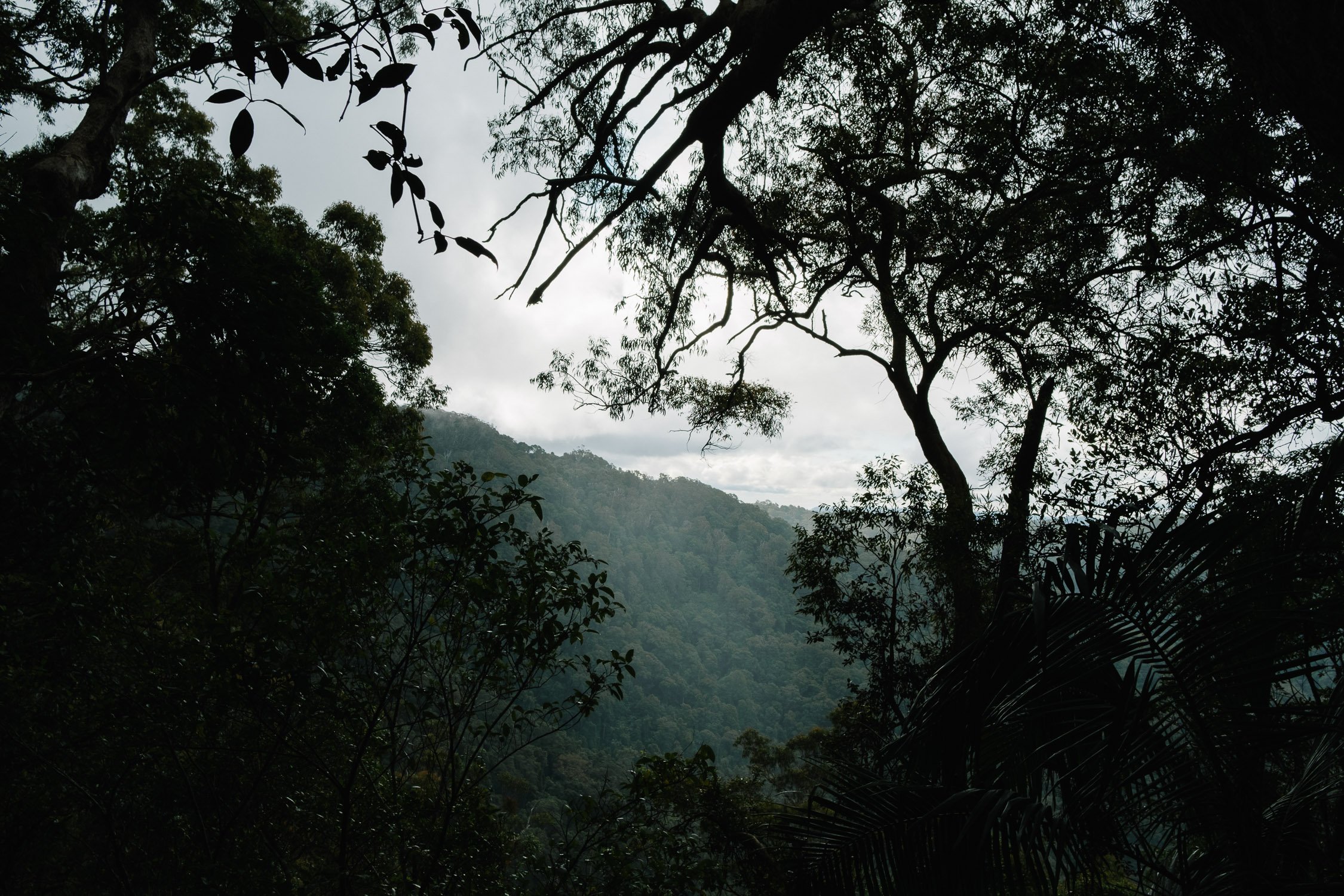 20220827 - Springbrook National Park - 154340-Nick-Bedford,-Photographer-Forest, Fujifilm 23mm F2, Fujifilm X-Pro3, Hiking, Queensland, Rainforest.jpg