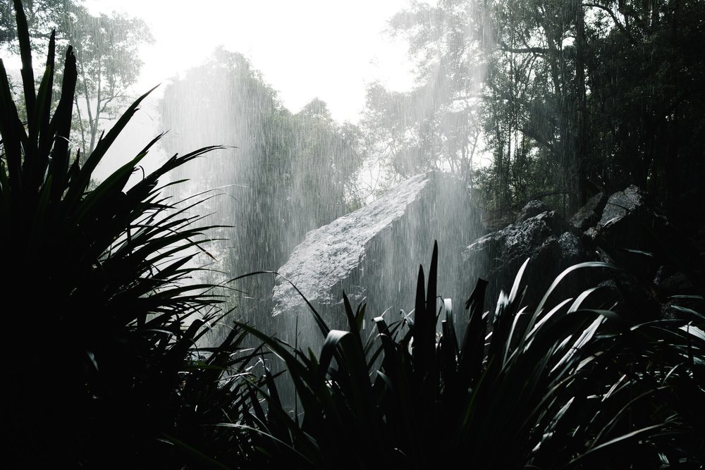 20220827 - Springbrook National Park - 155437-Nick-Bedford,-Photographer-Forest, Fujifilm 23mm F2, Fujifilm X-Pro3, Hiking, Queensland, Rainforest.jpg