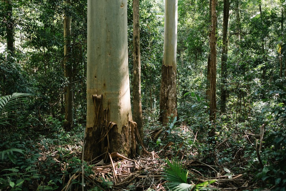 20230410 - Mount Mee - 091805-Nick-Bedford,-Photographer-Fujifilm 23mm F2, Fujifilm X-Pro3, Mount Mee, Nature, Queensland, Rainforest.jpg