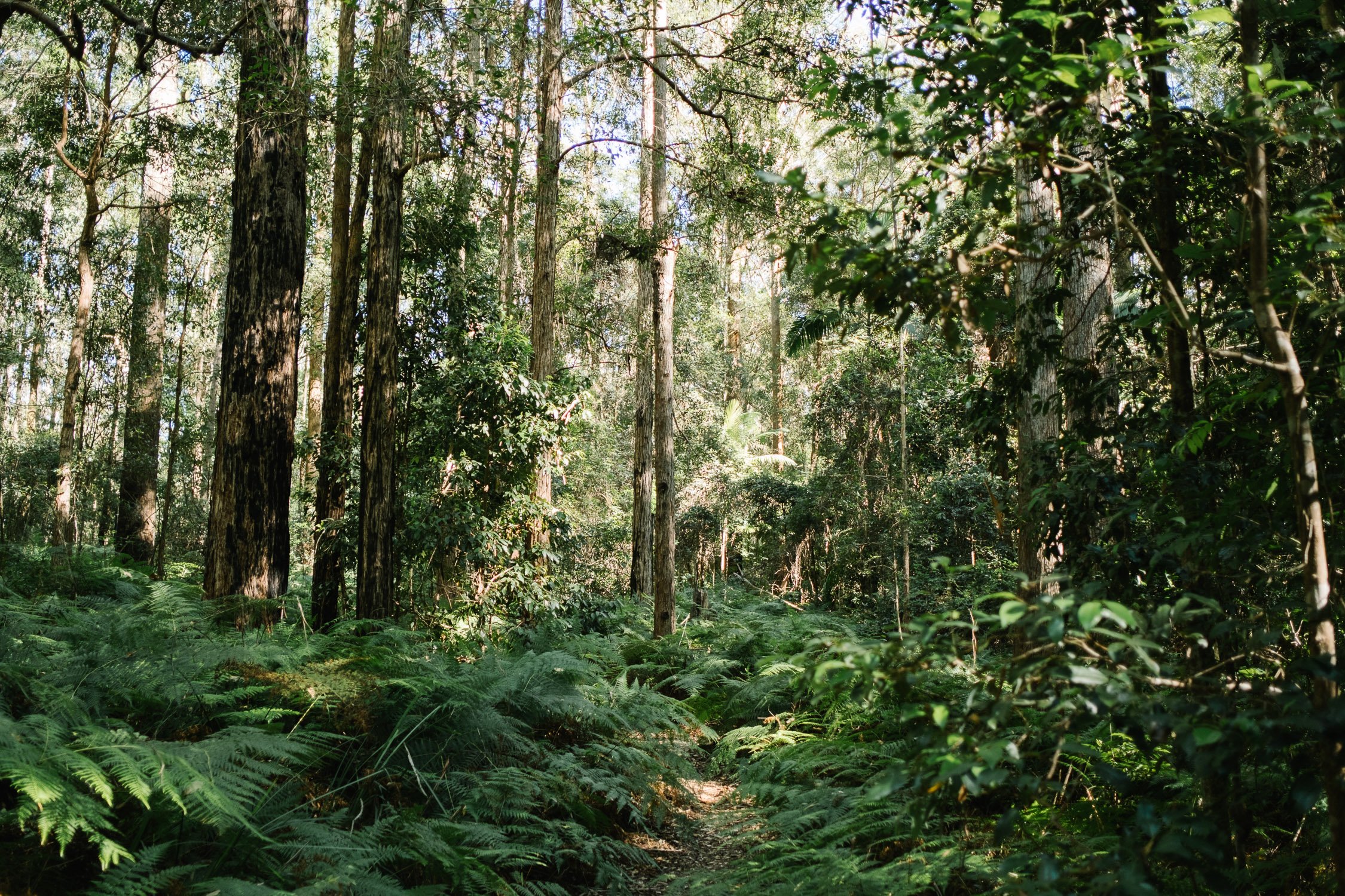 20230410 - Mount Mee - 092259-Nick-Bedford,-Photographer-Fujifilm 23mm F2, Fujifilm X-Pro3, Mount Mee, Nature, Queensland, Rainforest.jpg