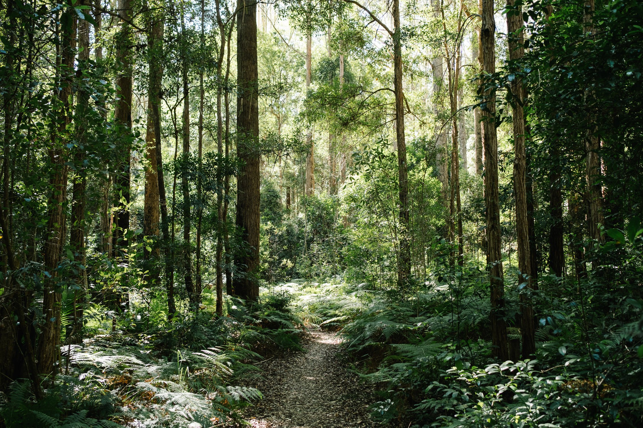 20230410 - Mount Mee - 092535-Nick-Bedford,-Photographer-Fujifilm 23mm F2, Fujifilm X-Pro3, Mount Mee, Nature, Queensland, Rainforest.jpg