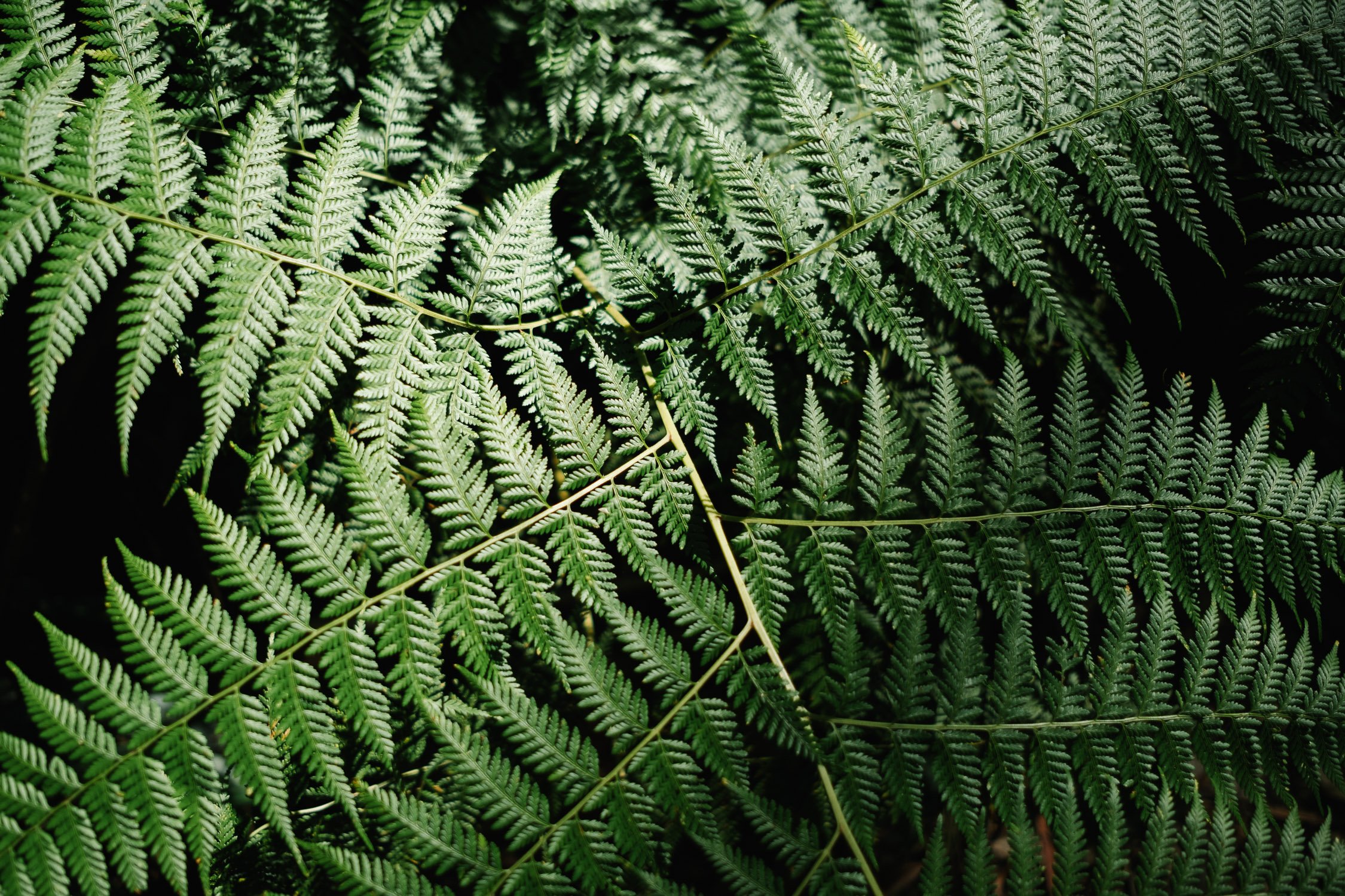 20230410 - Mount Mee - 092623-Nick-Bedford,-Photographer-Fujifilm 23mm F2, Fujifilm X-Pro3, Mount Mee, Nature, Queensland, Rainforest.jpg