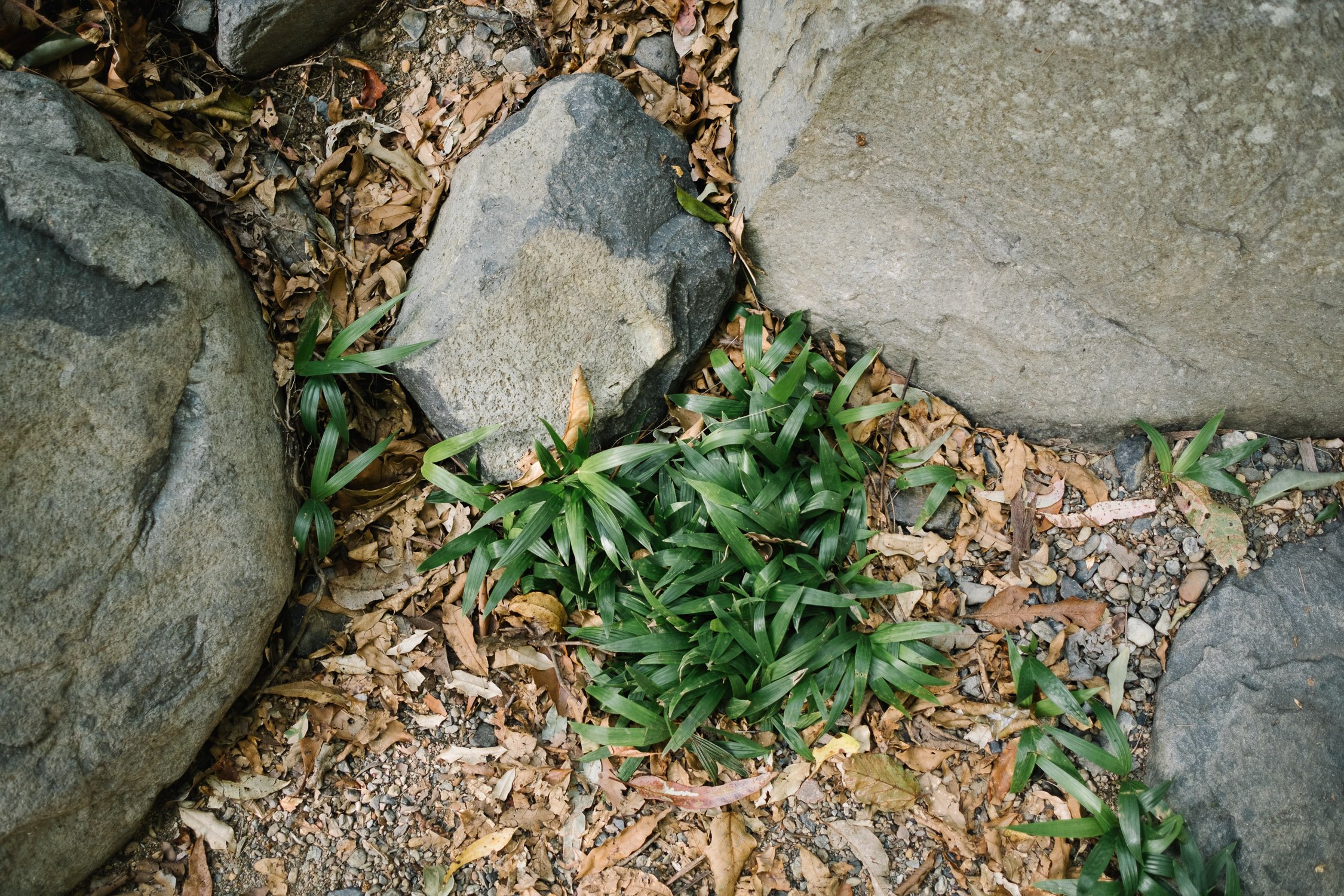 20230422 - Cedar Creek Bouldering - 084644-Nick-Bedford,-Photographer-Fujifilm 23mm F2, Fujifilm X-Pro3, Landscape Photography, Nature, Queensland, Rainforest, Rock Climbing.jpg