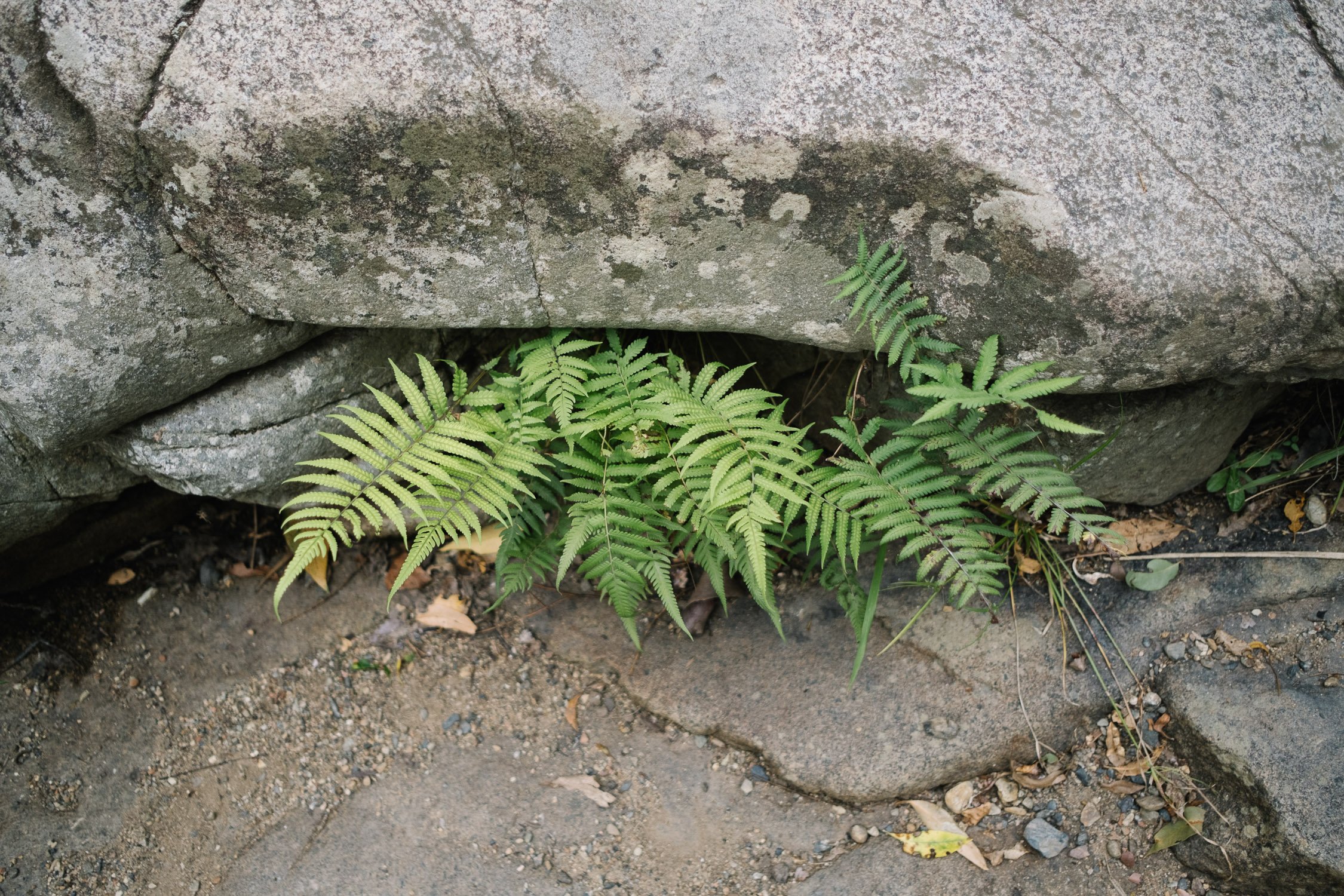 20230422 - Cedar Creek Bouldering - 094234-Nick-Bedford,-Photographer-Fujifilm 23mm F2, Fujifilm X-Pro3, Landscape Photography, Nature, Queensland, Rainforest, Rock Climbing.jpg