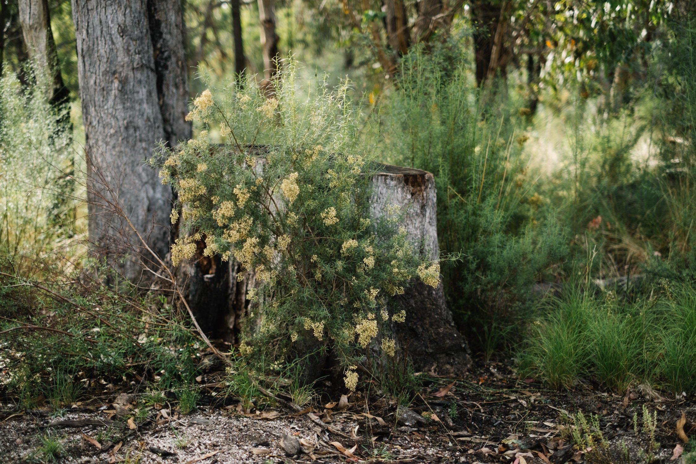 20230430 - Girraween National Park - 091728-Nick-Bedford,-Photographer-Fujifilm 50mm F1.4 R, Fujifilm X-Pro3, Granite Belt, Hiking, Mountains, Queensland.jpg