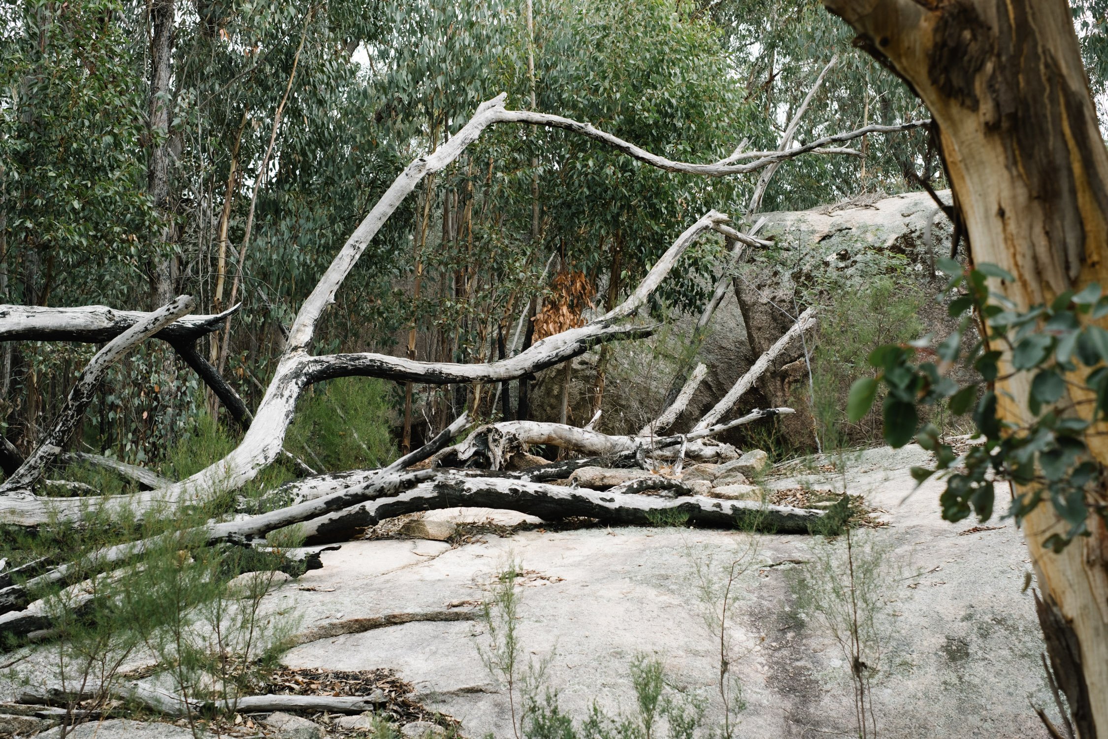 20230430 - Girraween National Park - 113329-Nick-Bedford,-Photographer-Fujifilm 50mm F1.4 R, Fujifilm X-Pro3, Granite Belt, Hiking, Mountains, Queensland.jpg
