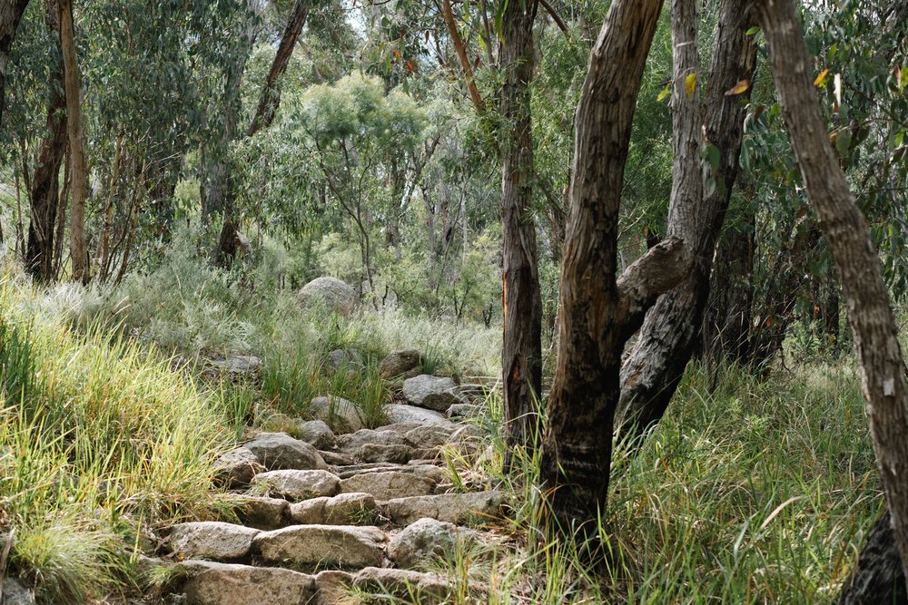 20230430 - Girraween National Park - 114356-Nick-Bedford,-Photographer-Fujifilm 50mm F1.4 R, Fujifilm X-Pro3, Granite Belt, Hiking, Mountains, Queensland.jpg