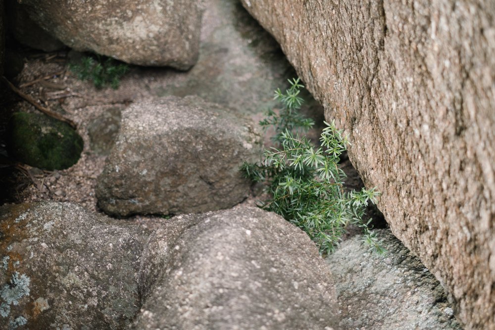 20230501 - Girraween National Park - 092954-Nick-Bedford,-Photographer-Fujifilm 50mm F1.4 R, Fujifilm X-Pro3, Granite Belt, Hiking, Mountains, Queensland.jpg