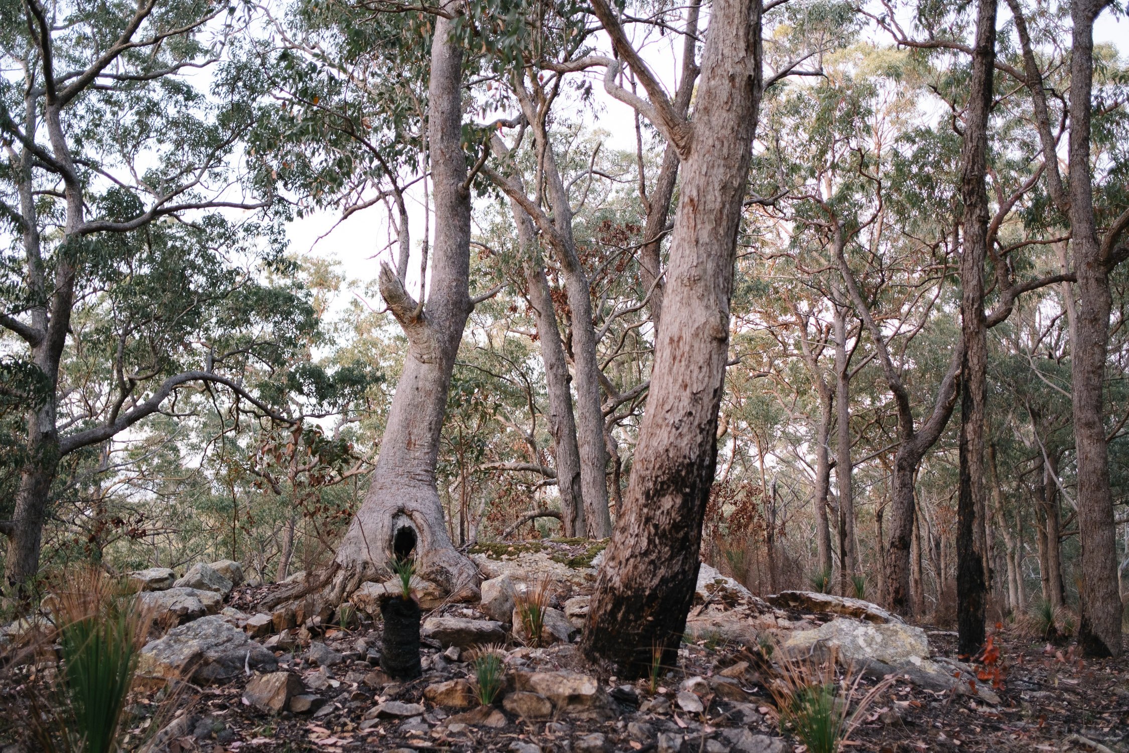 20230909 - D'Aguilar Camping - 174955-Nick-Bedford,-Photographer-Australia, Fujifilm X-Pro3, Landscape Photography, Mountains, National Park, Queensland.jpg