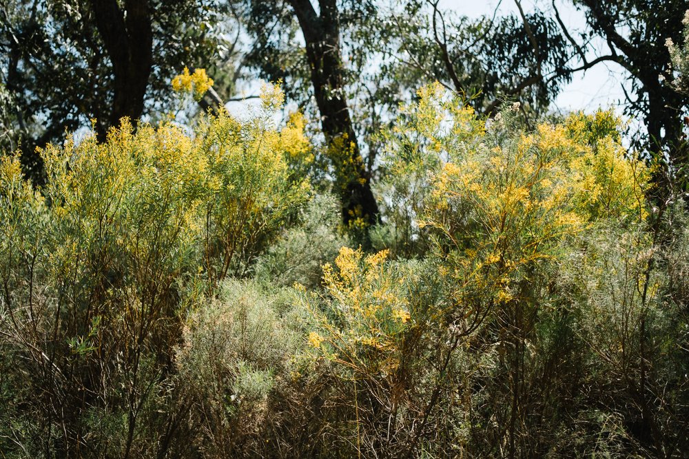 20230919 - Warrumbungle Camping Trip - 095827-Nick-Bedford,-Photographer-Astrophotography, Australia, Fujifilm 23mm F2, Fujifilm X-Pro3, Hiking, Landscape Photography, New South Wales.jpg