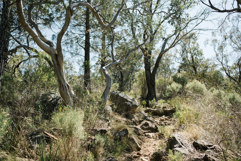 20230919 - Warrumbungle Camping Trip - 103646-Nick-Bedford,-Photographer-Astrophotography, Australia, Fujifilm 23mm F2, Fujifilm X-Pro3, Hiking, Landscape Photography, New South Wales.jpg