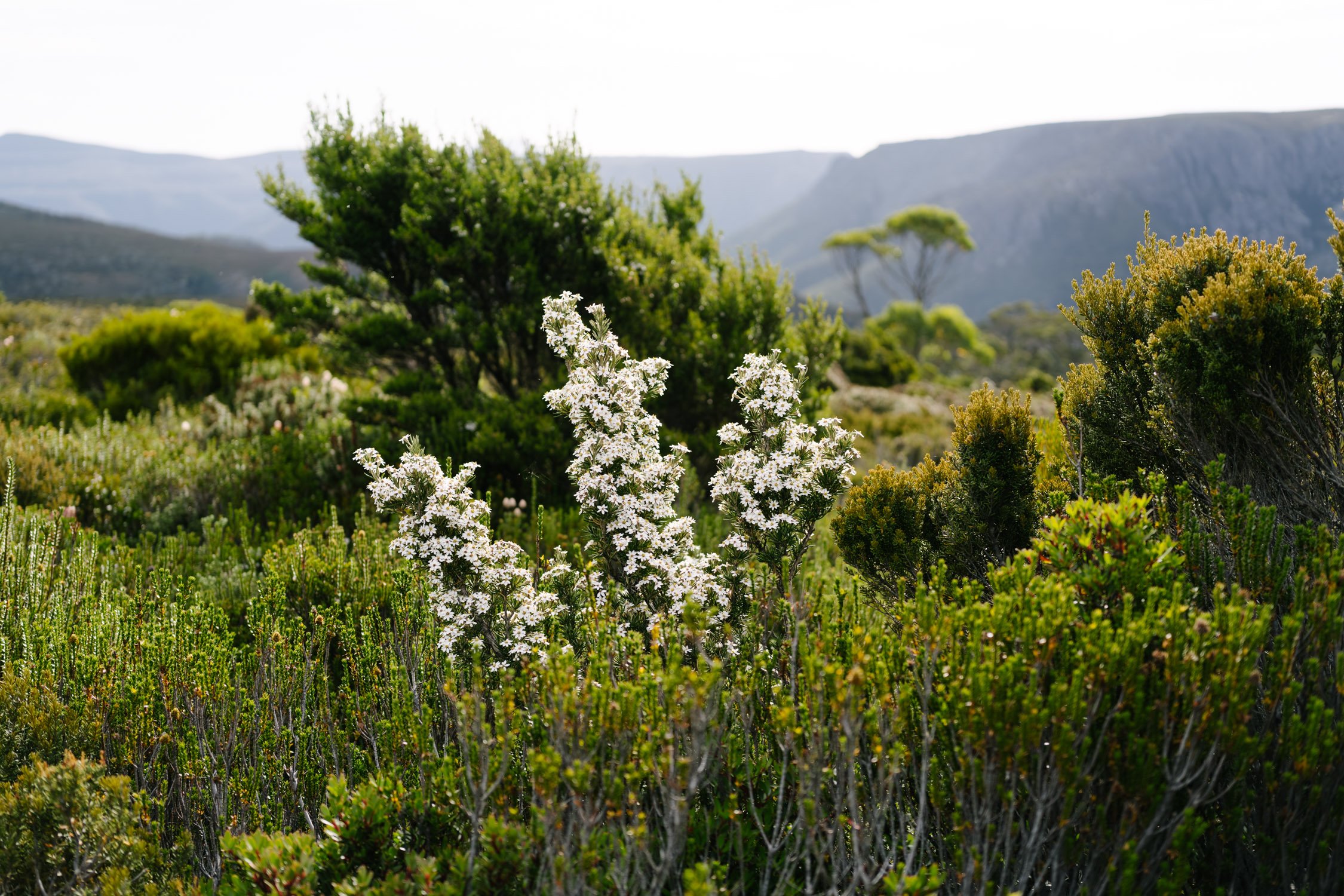 Daisy Bushes