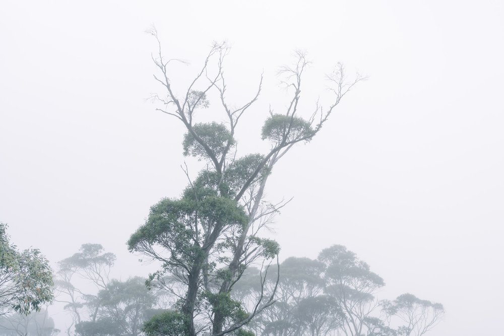 Trees in the fog