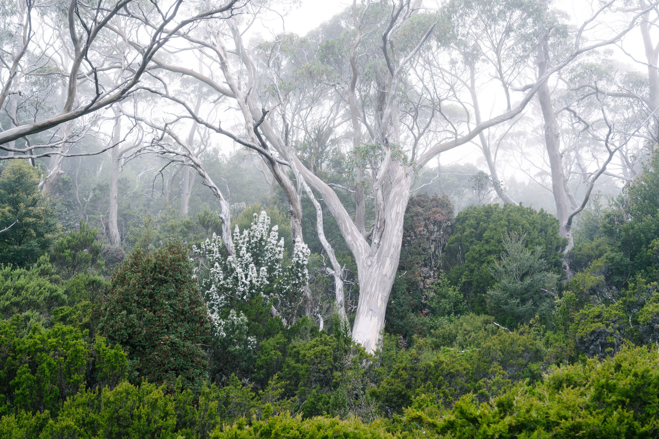 Daisy-bush and eucalypts