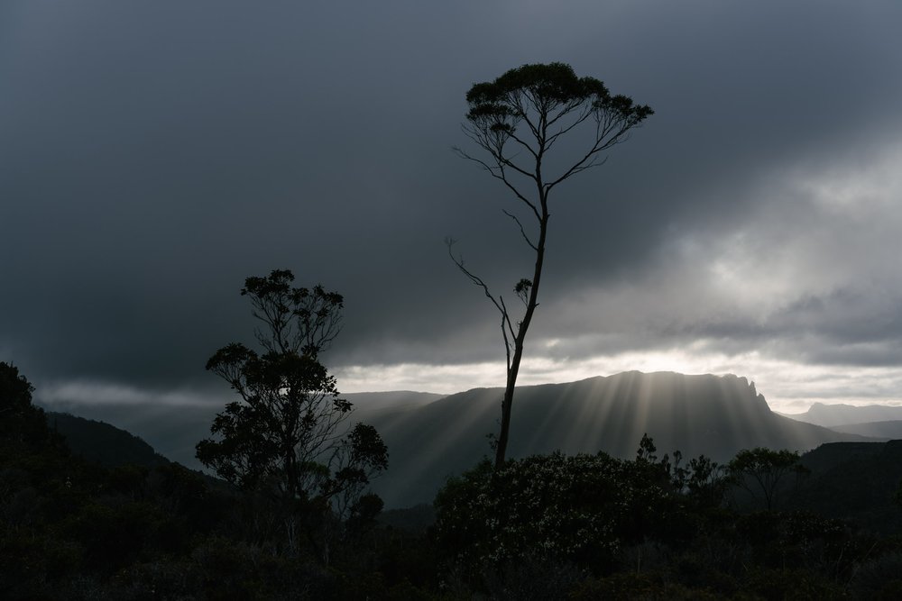 Trees against the rays