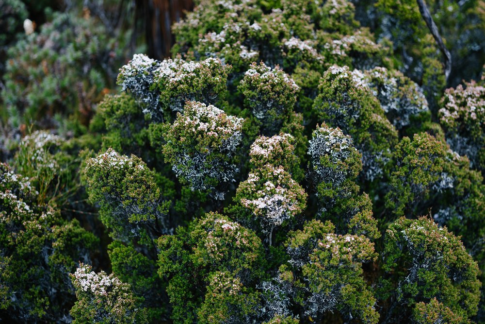 Alpine shrubs