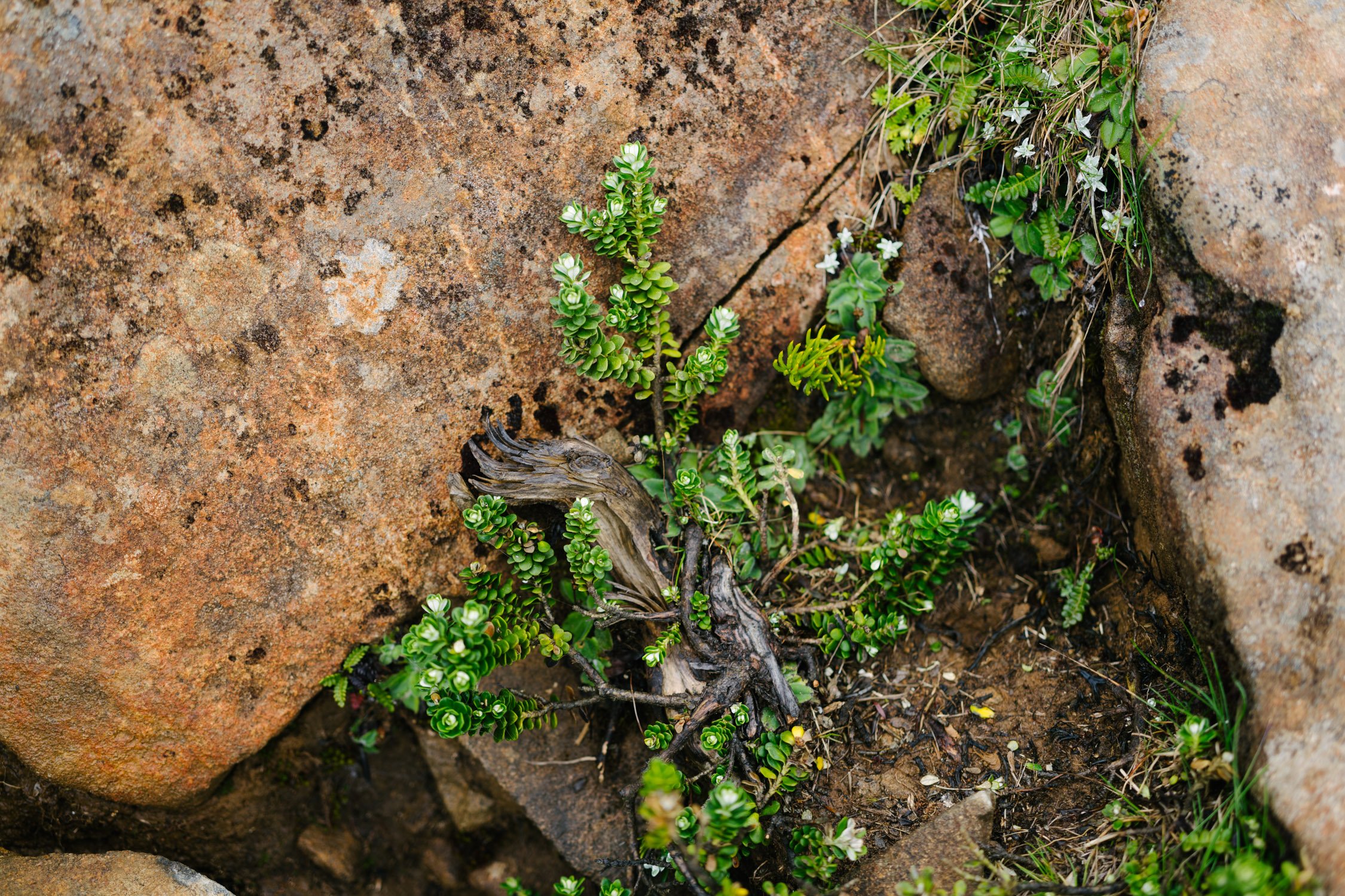 Pimelea plants amongst the rocks