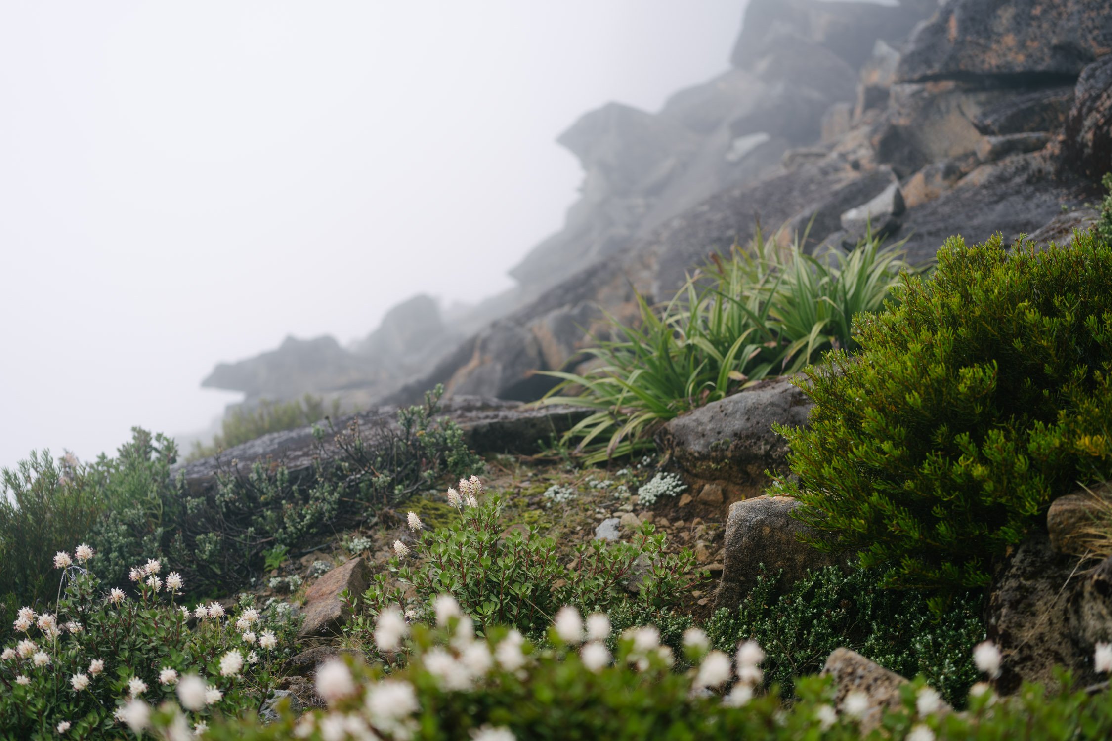 Flowers on a windy, wet mountain