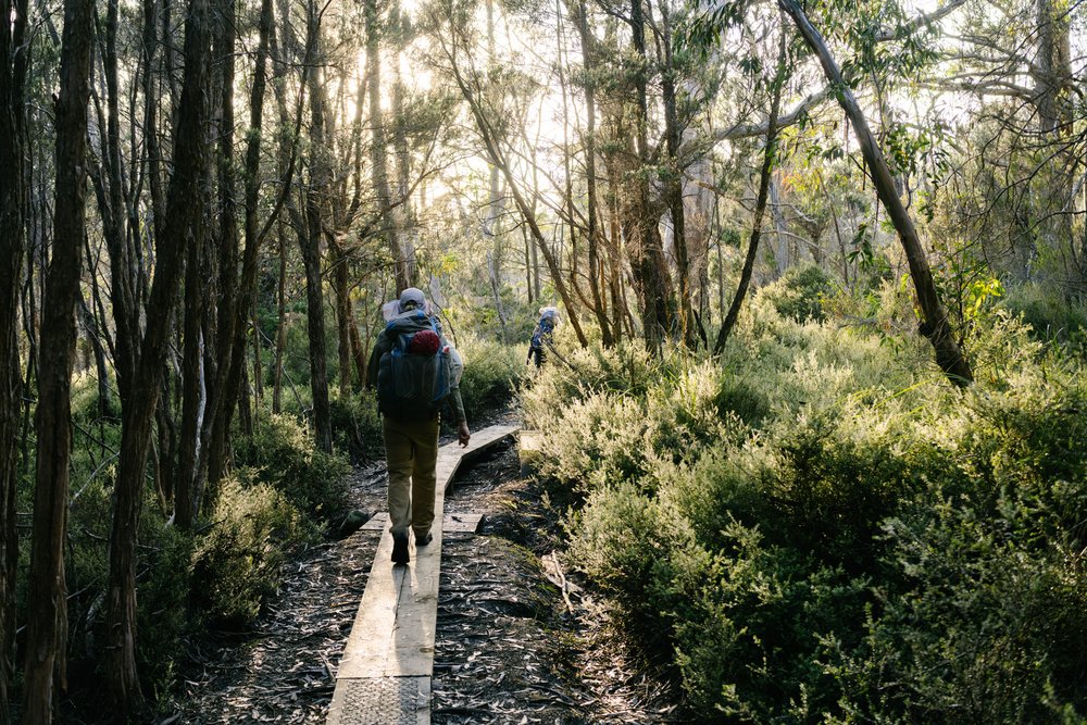 Post-rain morning light in the forest