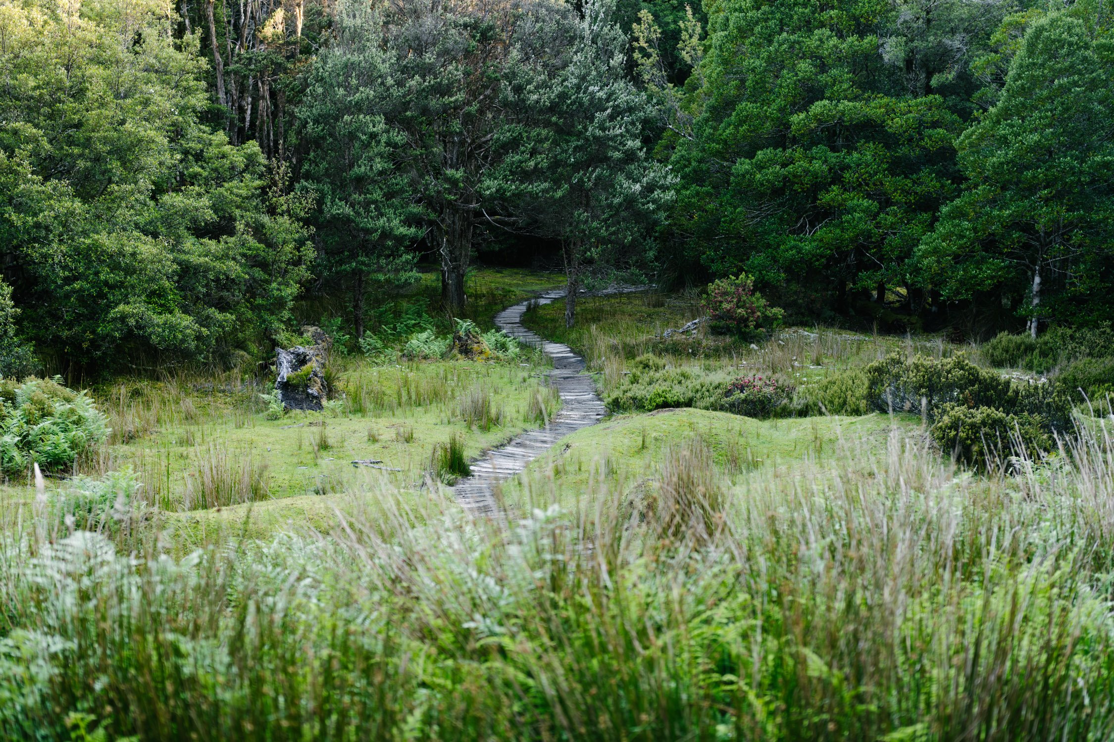 Front yard at Ducane hut