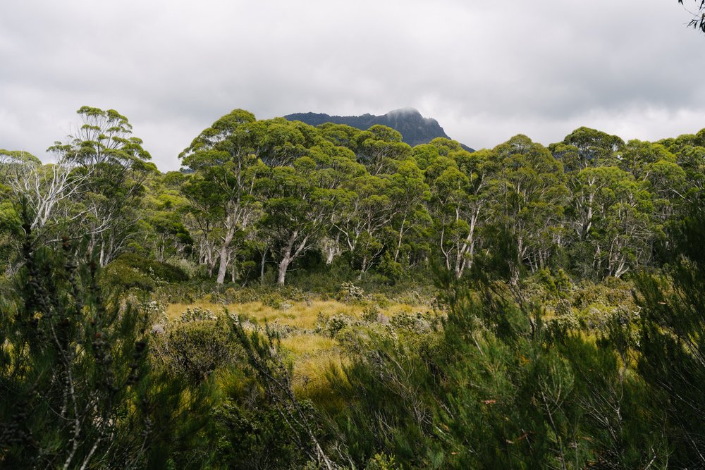 Mountain behind the trees