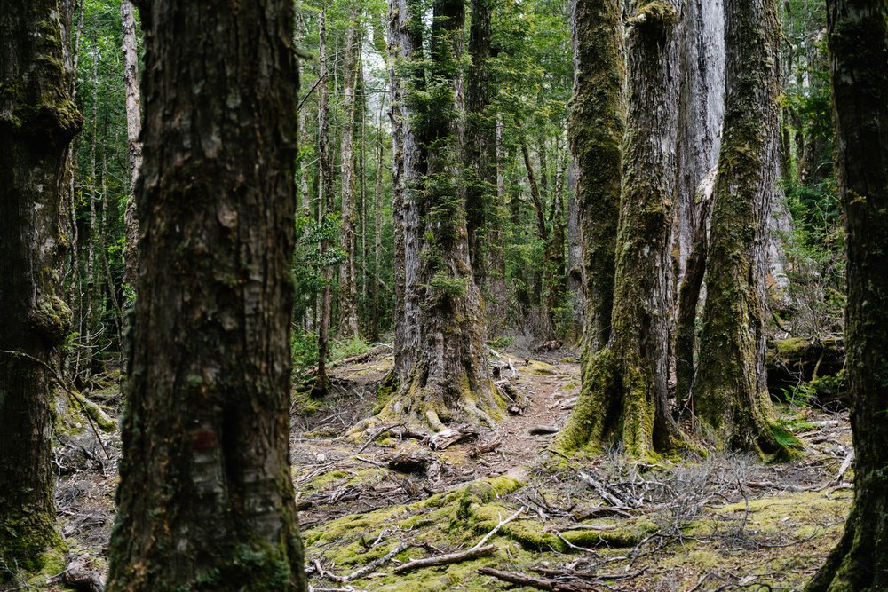 Endless trees