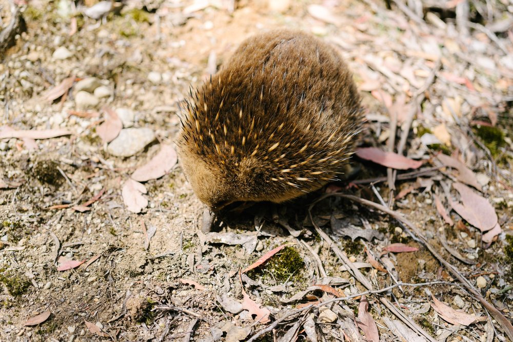 Echidnas!