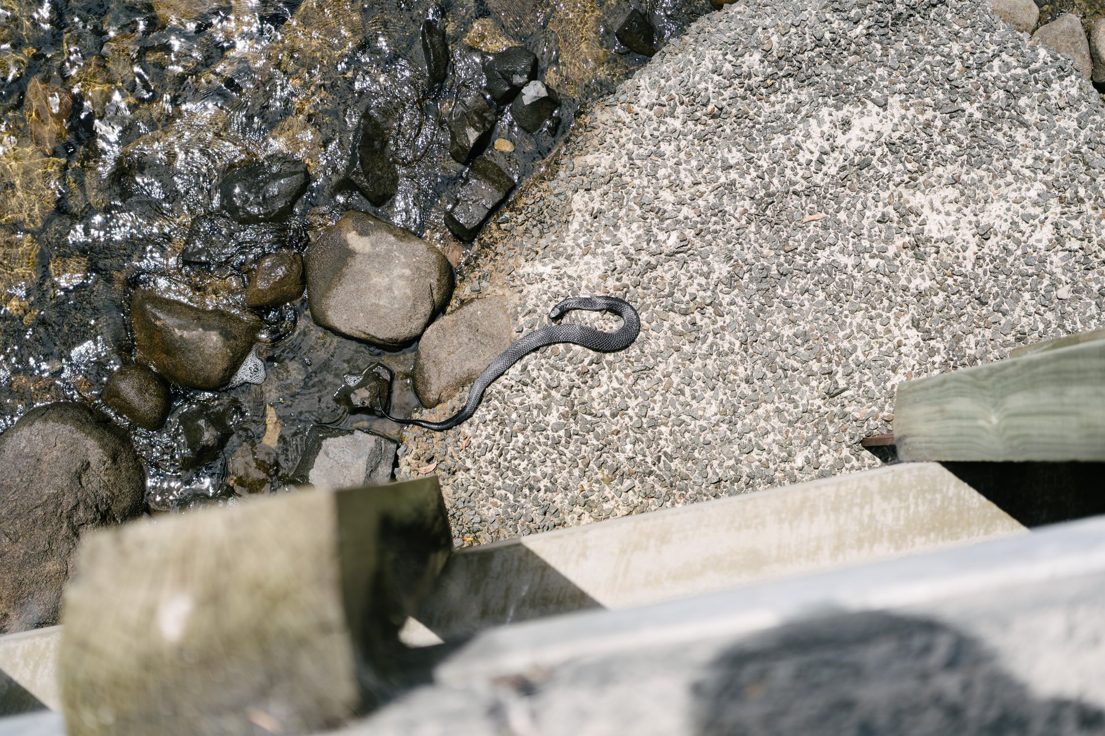 Tiger snake sunbathing