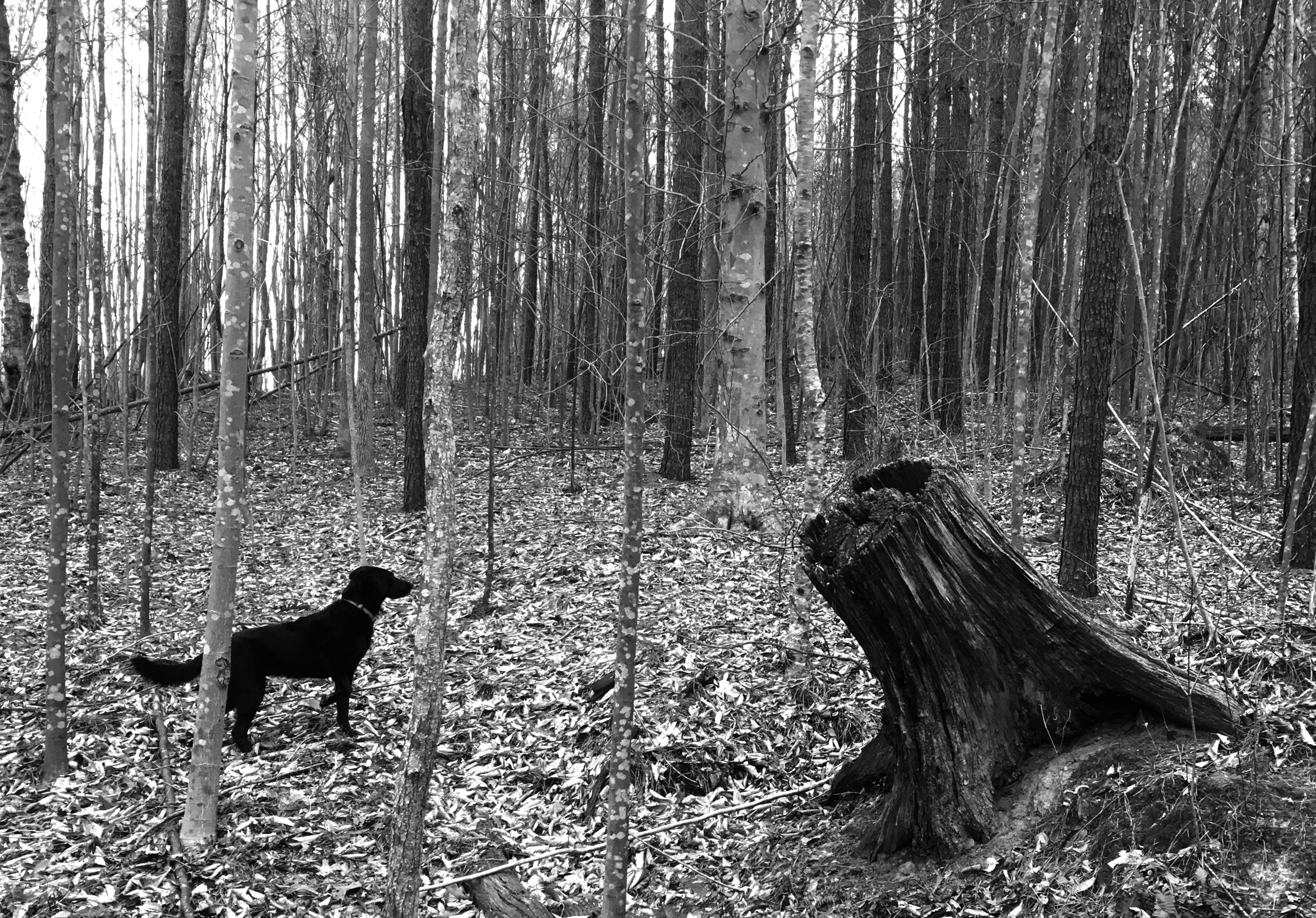Gray verticals and mirrored blacks.