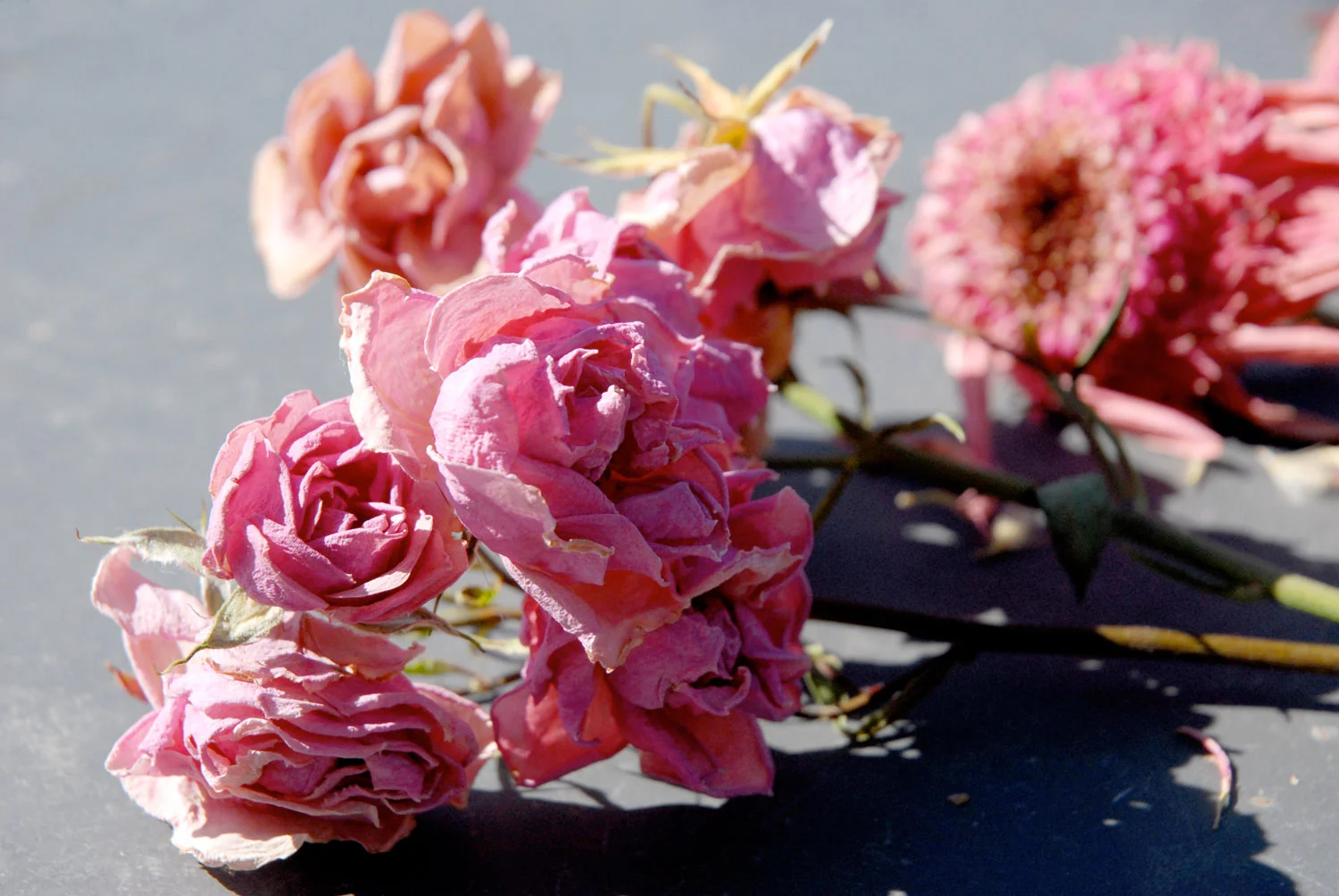 drying-flowers-highlight-midtones-1500-OP.jpg