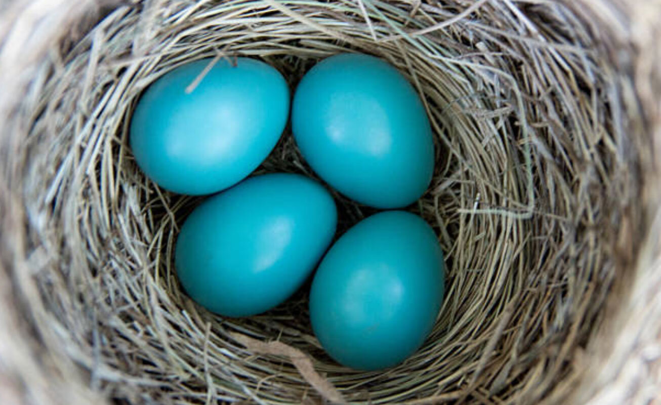 bird-eggs-in-nest-opt.jpg