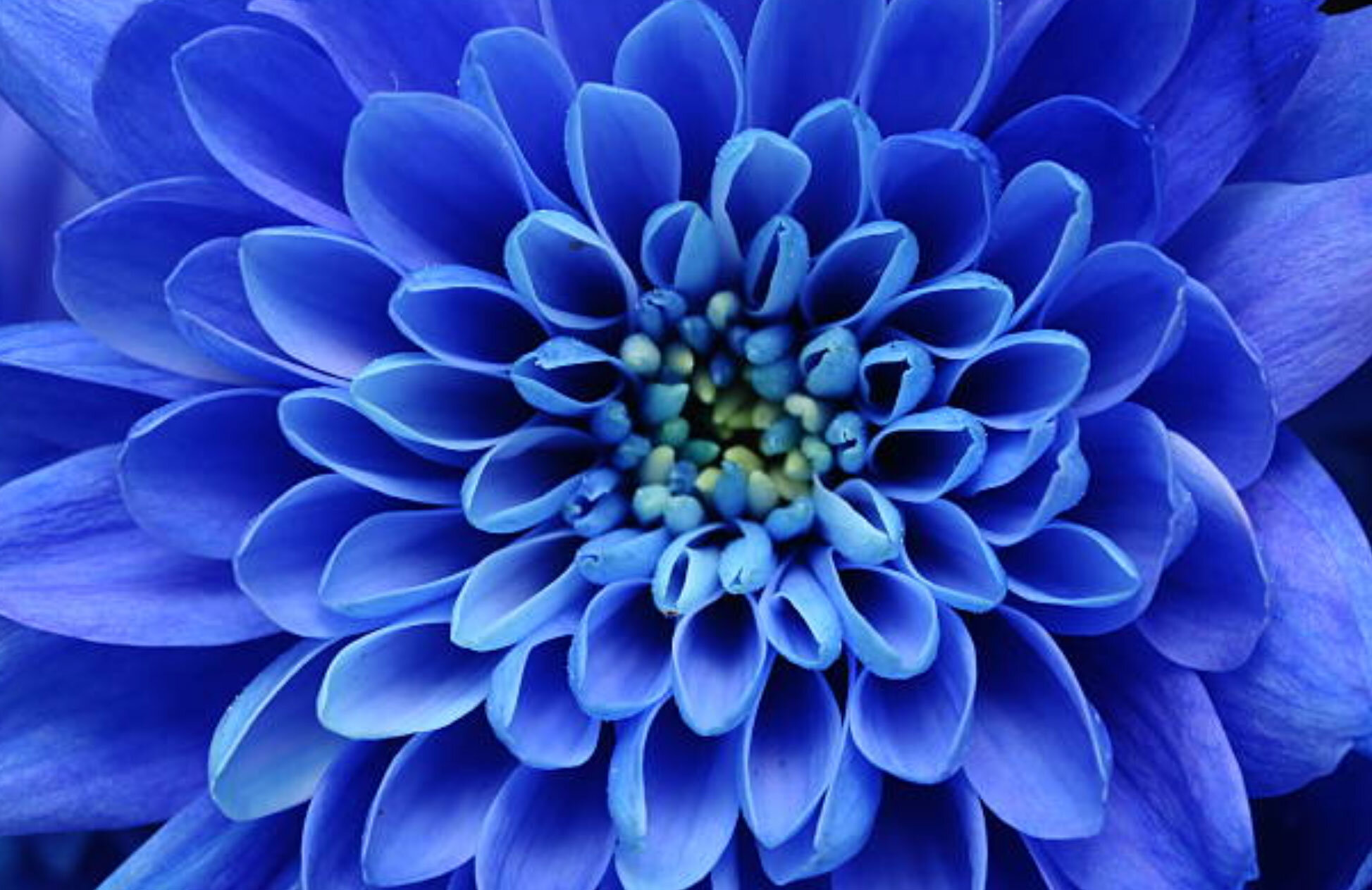 blue-flower-opt.jpg