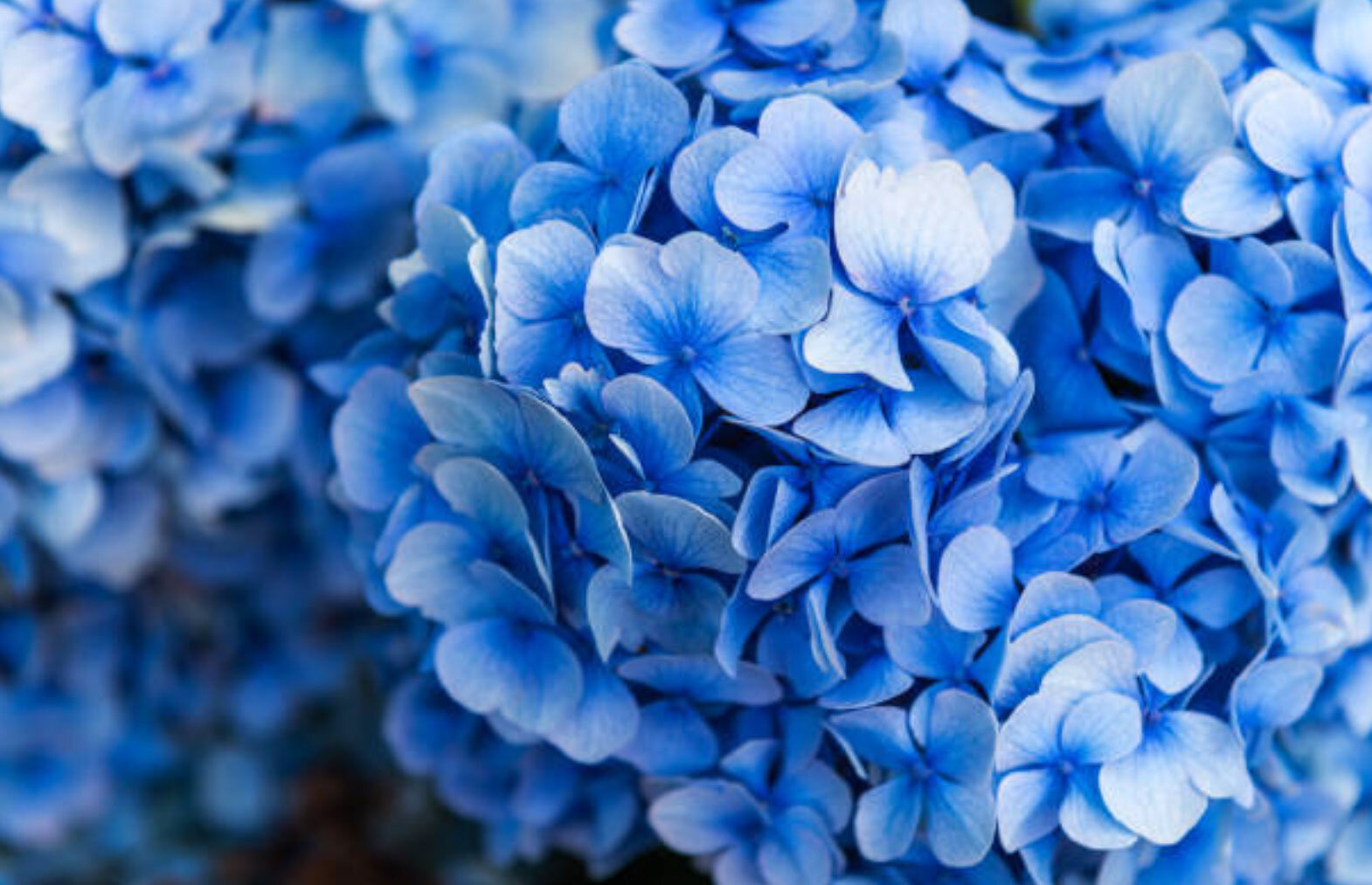 blue-flower-hydranga-opt.jpg