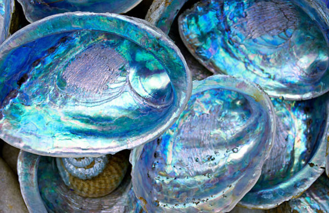 abalone-many-opt.jpg