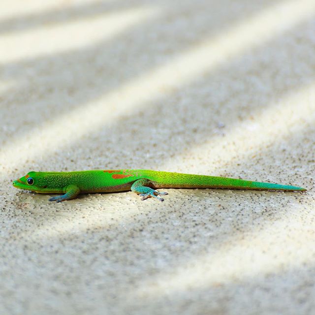 Lizards are weird and cool looking. The ones in Kauai are even more exotic and prominent!