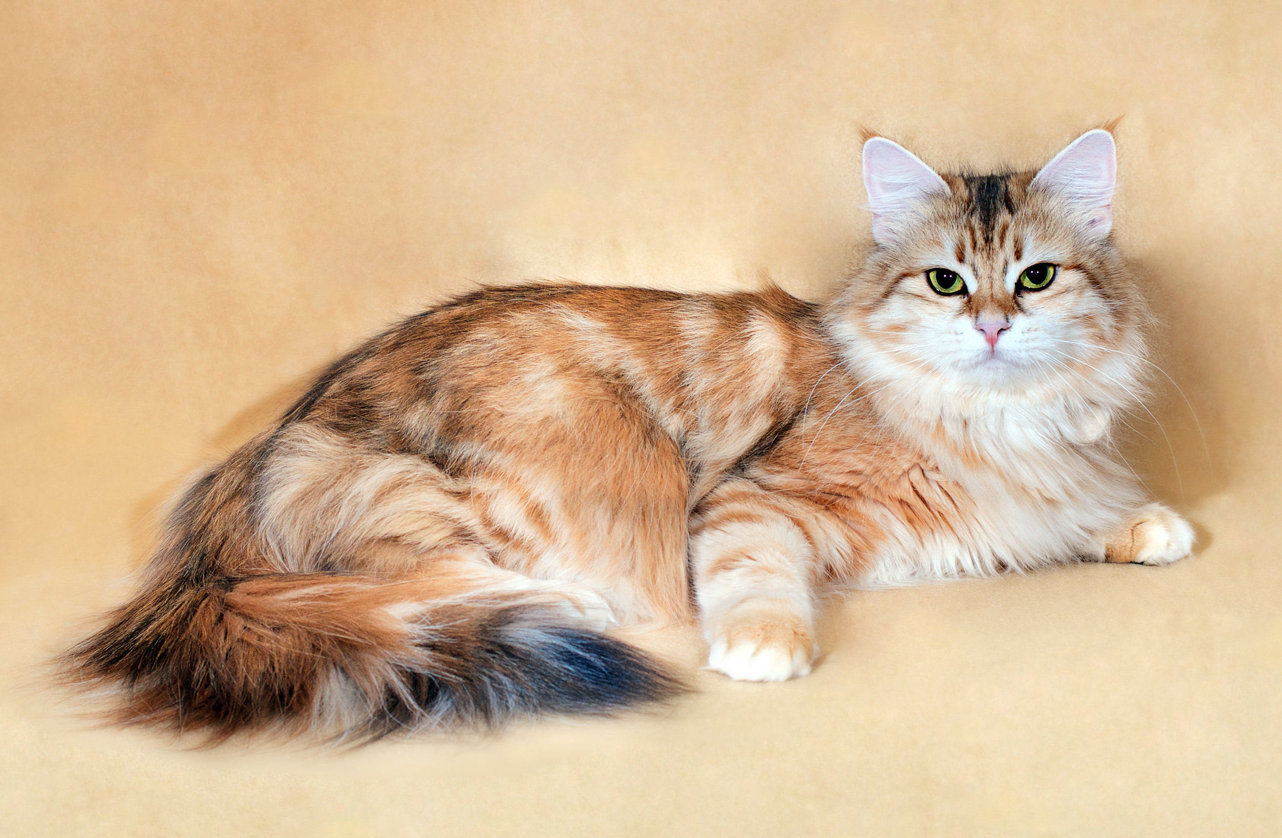 golden tabby siberian cat
