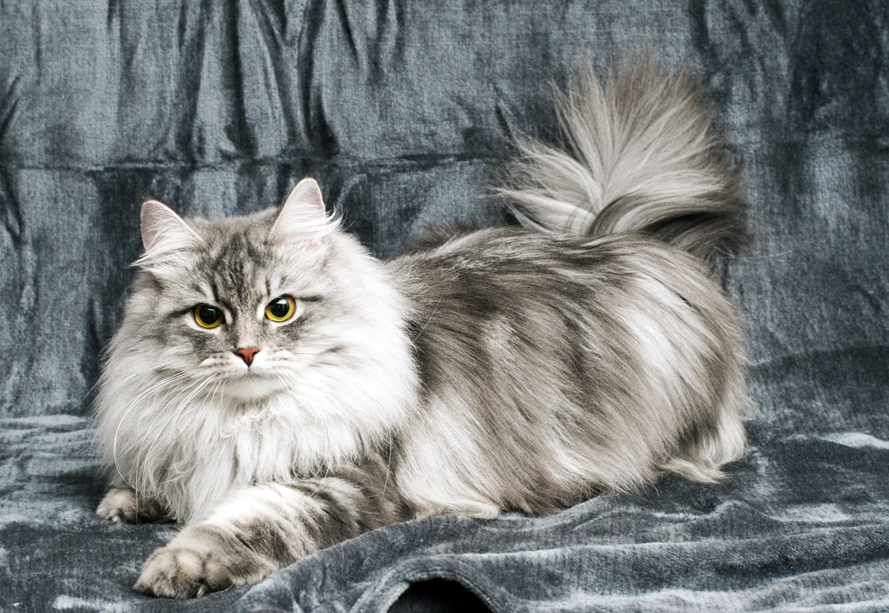 blue tabby siberian cat