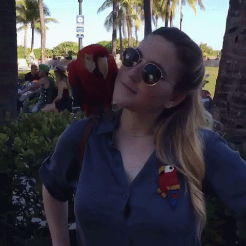 guacamaya.gif