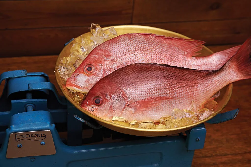Fish on Scale1.jpg