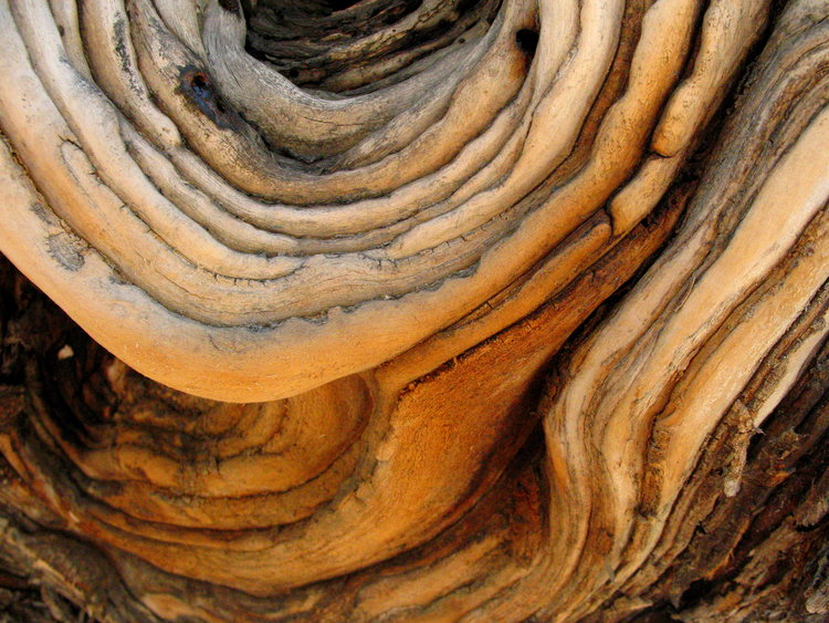 06 Timeless Tree