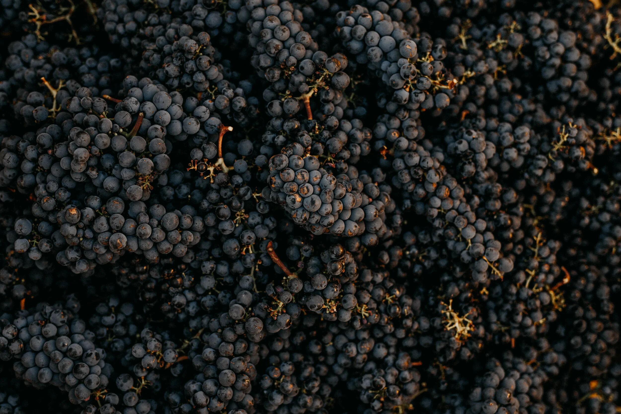 SHOTBYTHOM-2871.jpg