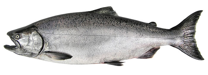 Wild_Chinook_salmon.jpg